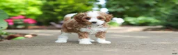 Cavapoo dogs for sale: Dolly - Ad 8