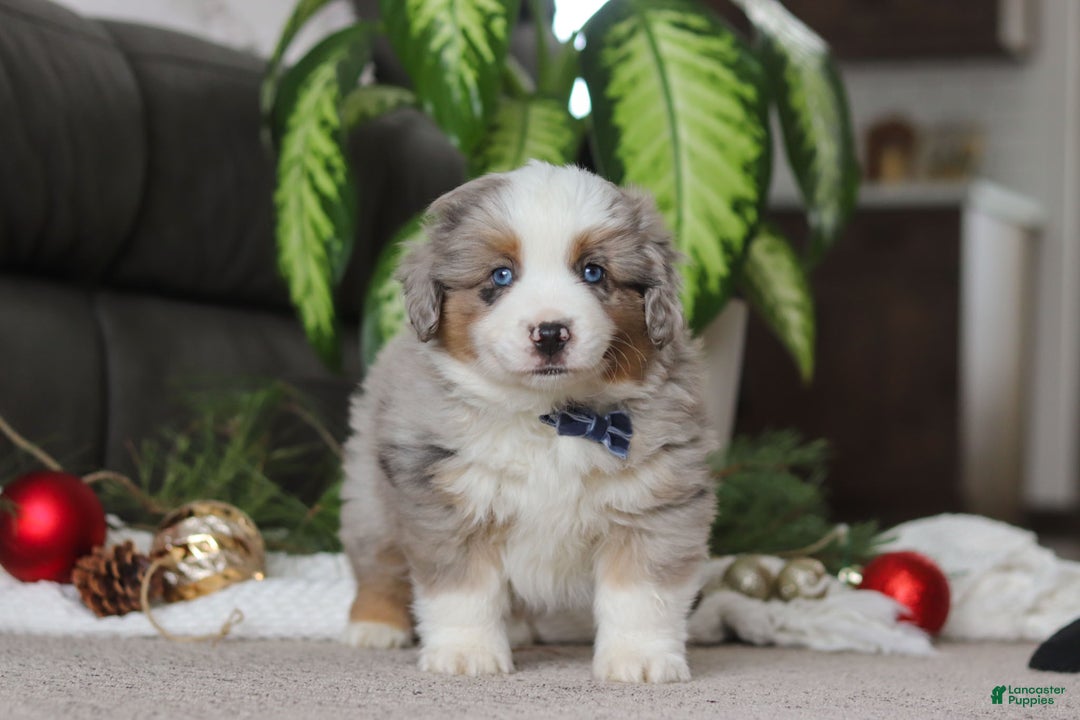 Miniature Australian Shepherd dogs for sale: Arnie - Ad 5
