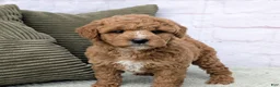 Mini Goldendoodle dogs for sale: Lanie  - Ad 4