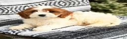 Cavapoo dogs for sale: Rosetta - Ad 3