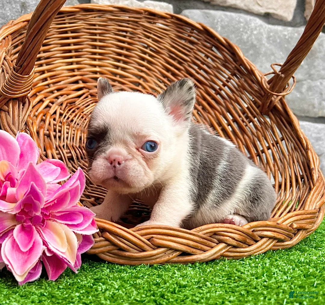 French Bulldog dogs for sale: Dazzy - Ad 1