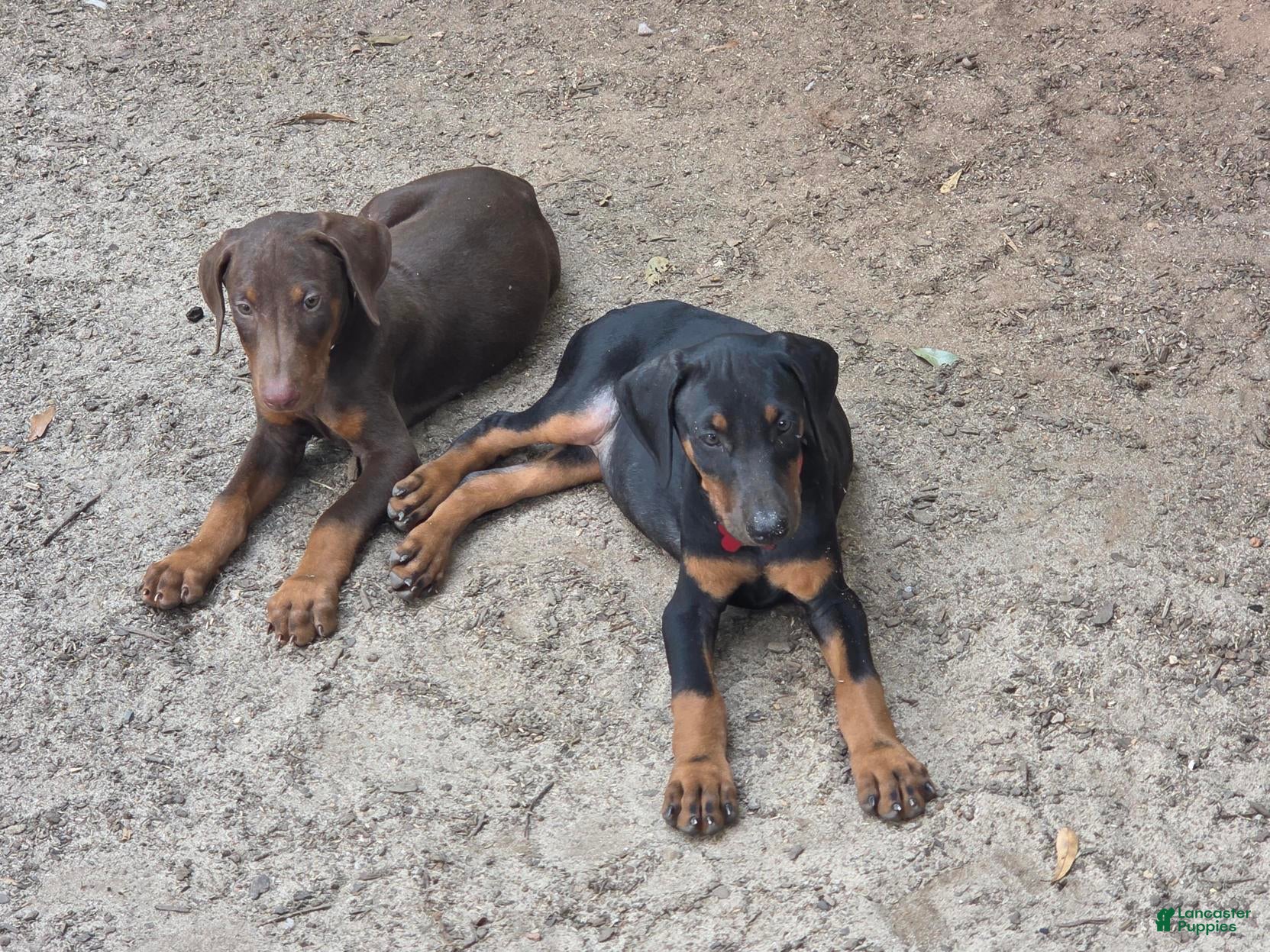 Doberman Pinscher dogs Freya - Ad 2