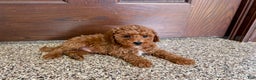 Cavapoo dogs for sale: Cavapoo F1b Male Puppy 2 - Ad 1
