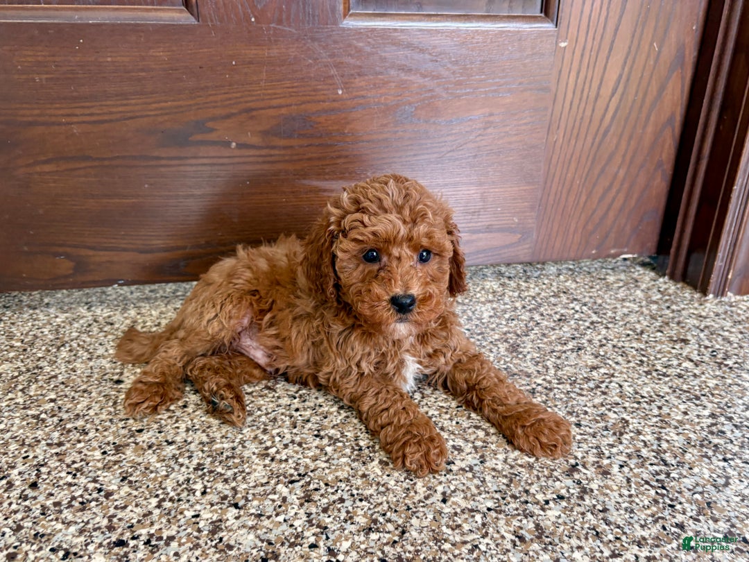 Cavapoo dogs for sale: Cavapoo F1b Male Puppy 2 - Ad 1