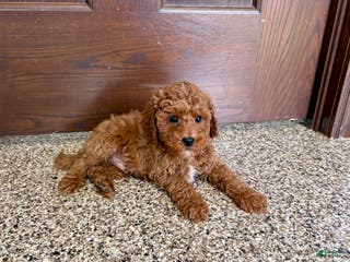 Cavapoo dogs Cavapoo F1b Male Puppy 2 - Ad 10