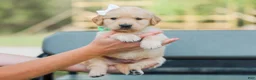Golden Retriever dogs for sale: Alva ACA Golden Retriever Pup - Ad 4