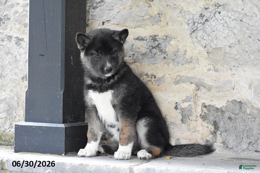 Mixed Breed dogs Katora - Ad 2