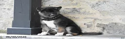 Mixed Breed dogs for sale: Katora - Ad 2