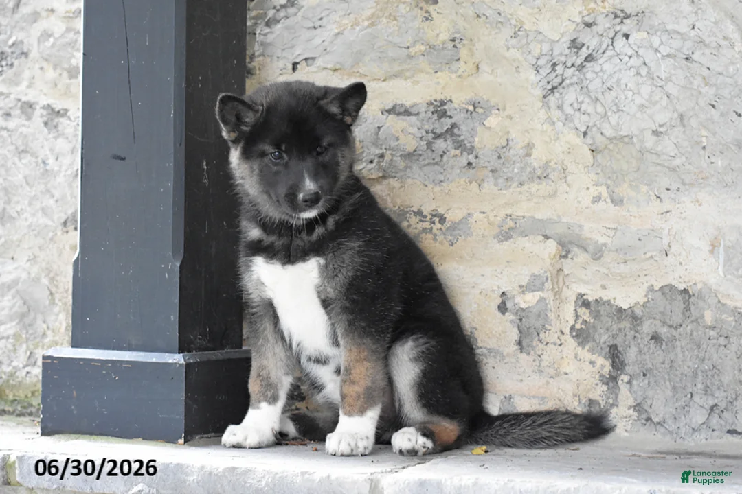 Mixed Breed dogs for sale: Katora - Ad 2