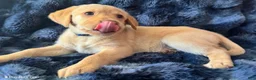 Goldador dogs for sale: Blue - Ad 3