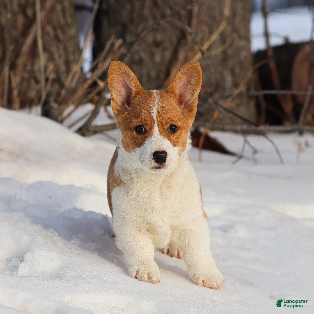 Welsh Corgi Pembroke dogs for sale: Karl Welsh Corgi Pembroke - Ad 4