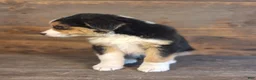 Australian Shepherd dogs for sale: Adam - Ad 14