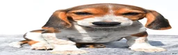 Beagle dogs for sale: Mike - Ad 7