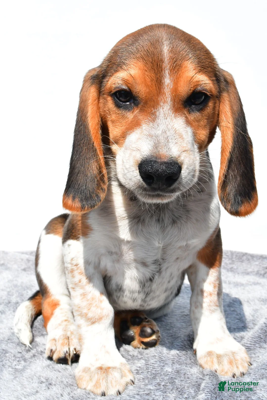 Beagle dogs for sale: Mike - Ad 7