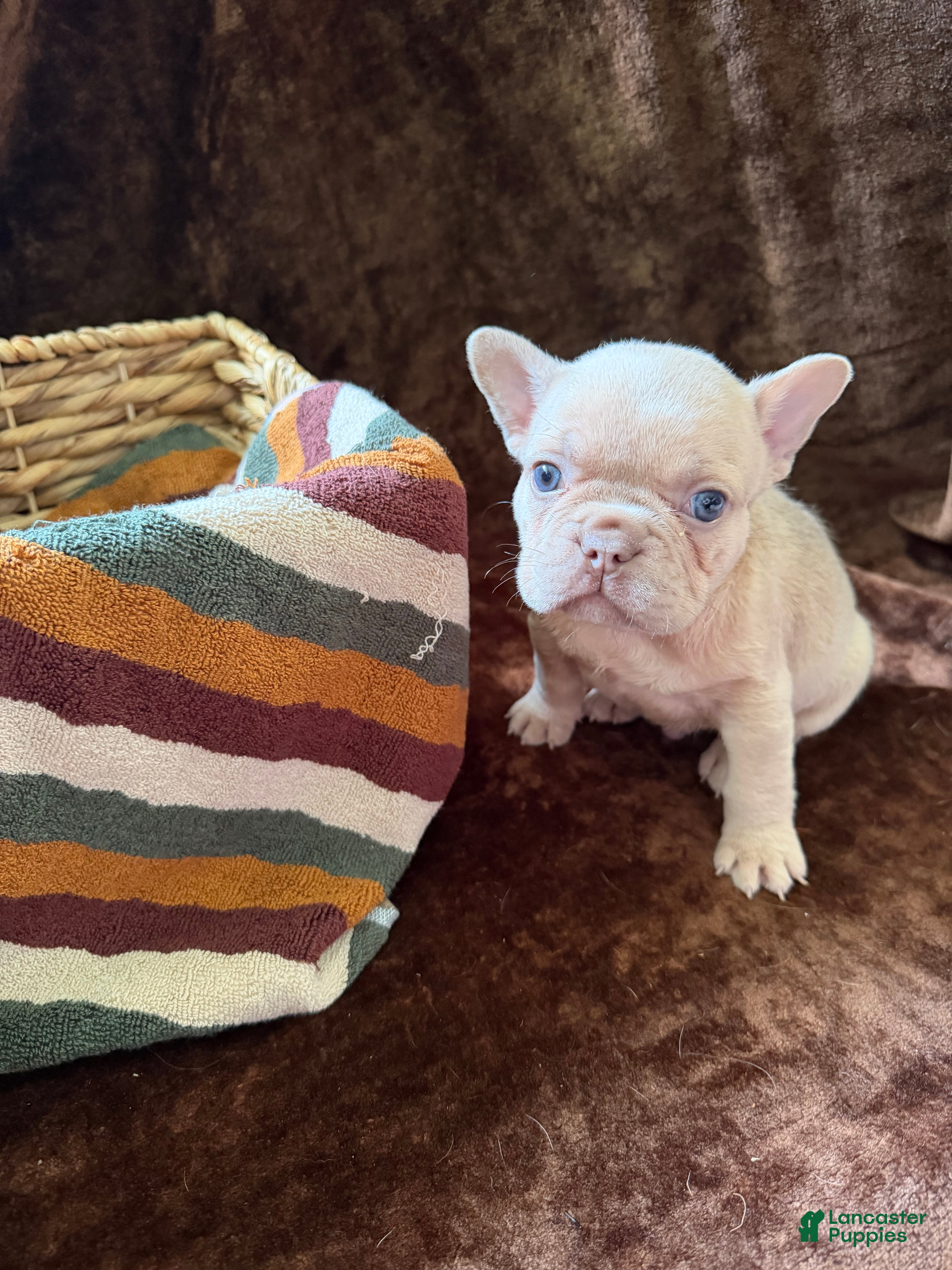 French Bulldog dogs Cosmo - Ad 2