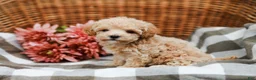 Maltipoo dogs for sale: Darla - Ad 4