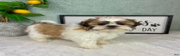 Shih Tzu dogs for sale: Shelby  - Ad 6