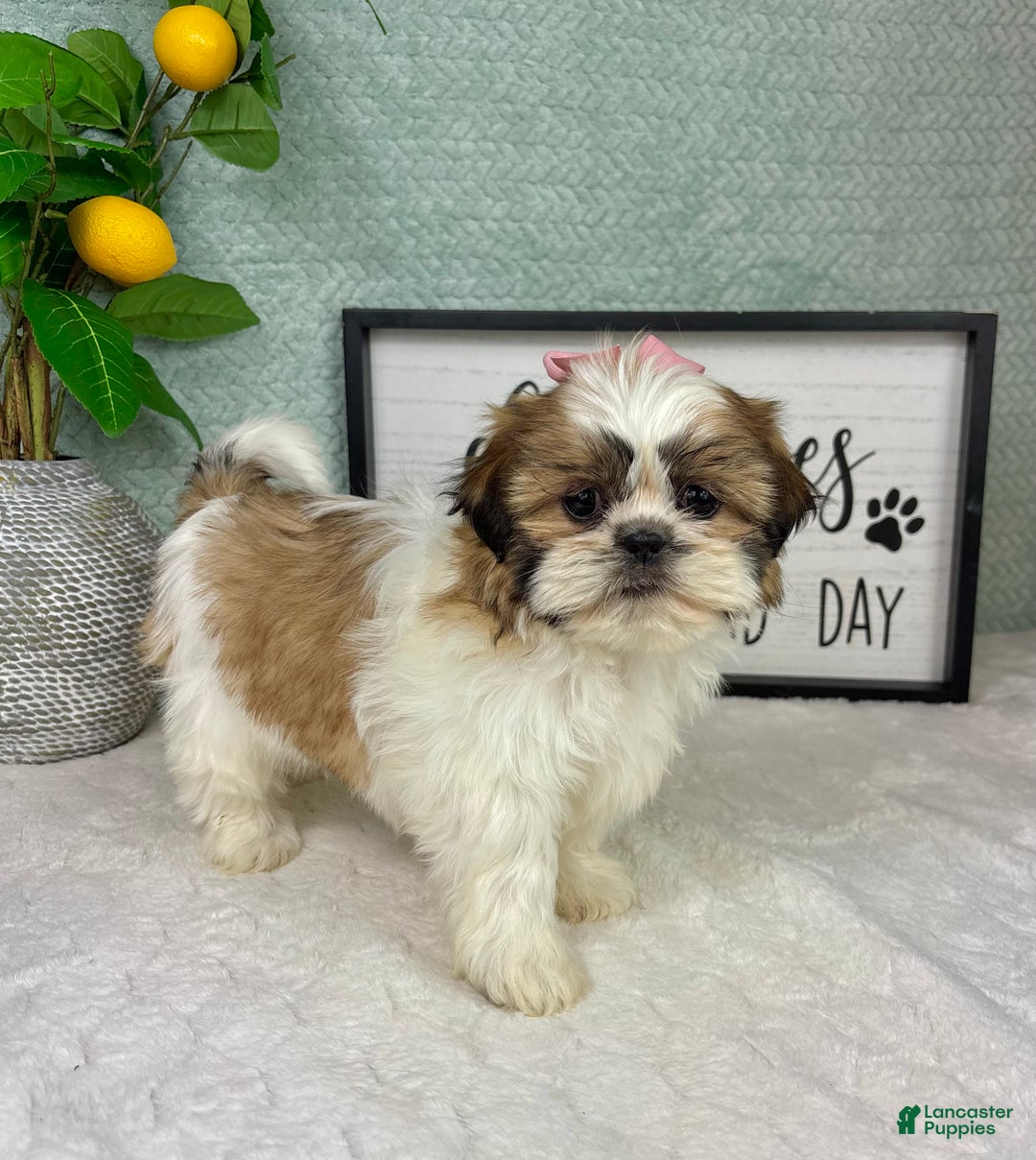 Shih Tzu dogs for sale: Shelby  - Ad 6