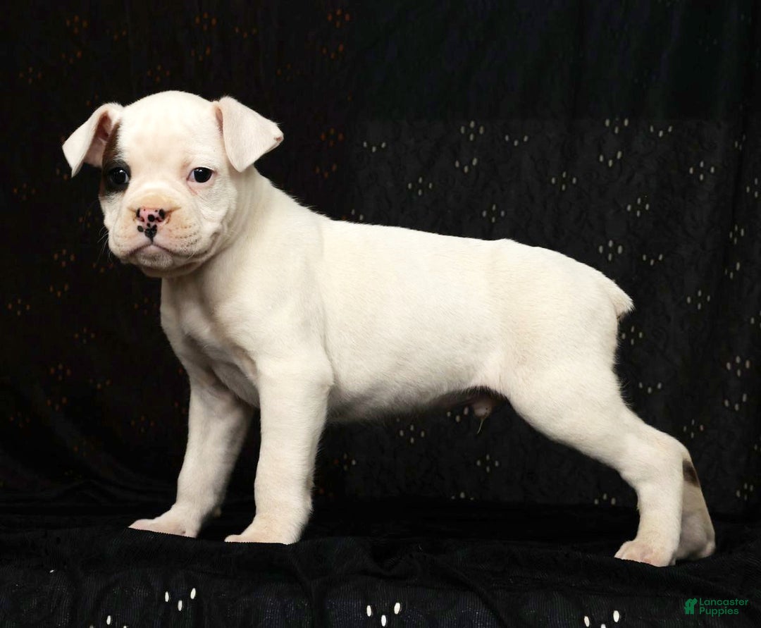 Boxer dogs for sale: Winchester - Ad 6