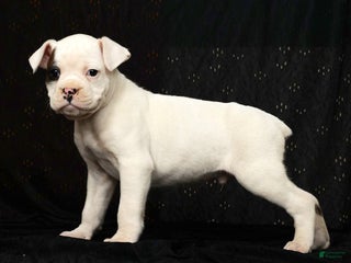 Boxer dogs Winchester - Ad 3