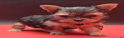 Yorkshire Terrier dogs for sale: Yorkshire Terrier 2 - Ad 3