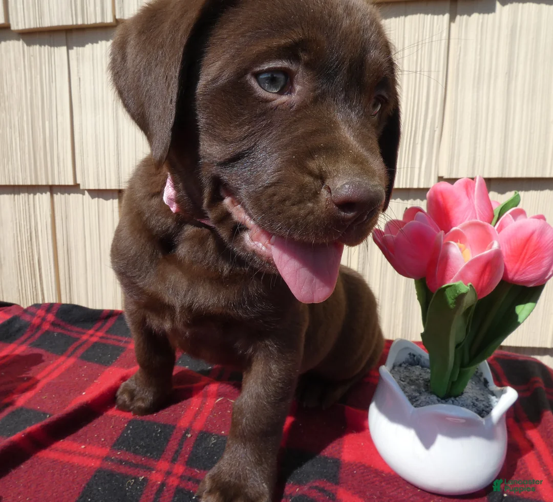 Labrador Retriever dogs for sale: Labrador Retriever Puppy 6 Susie - Ad 1