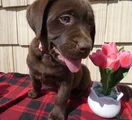 Labrador Retriever Puppy 6 Susie