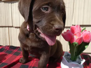 Labrador Retriever dogs Labrador Retriever Puppy 6 Susie - Ad 39