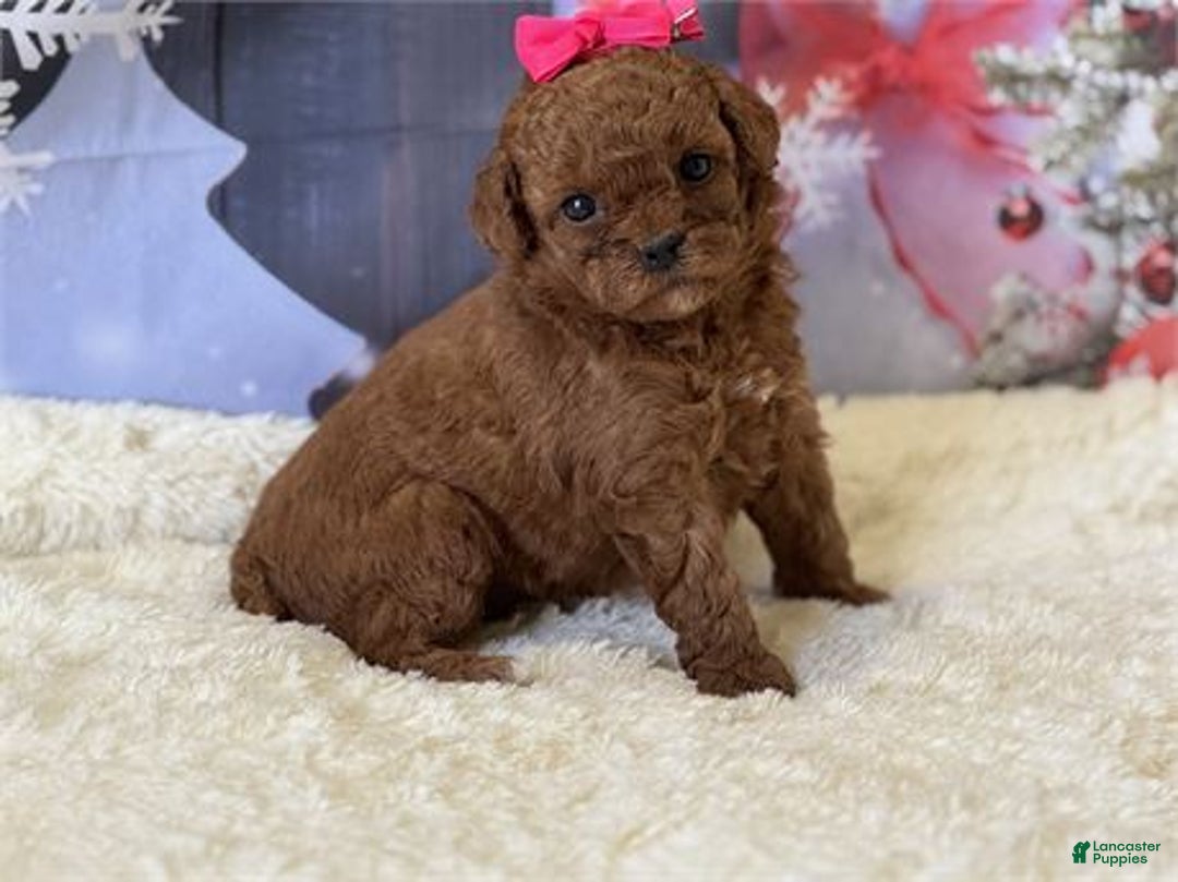 Mixed Breed dogs for sale: Poodle - Ad 3