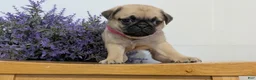 Pug dogs for sale: Nala - Ad 5