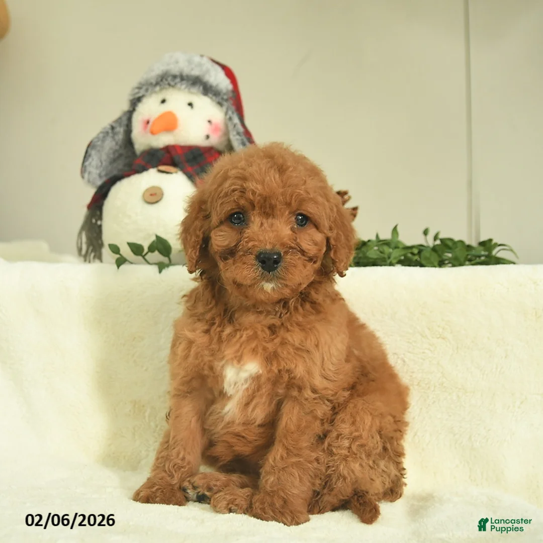 Goldendoodle dogs for sale: Destiny  - Ad 2