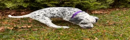 Mixed Breed dogs for sale: 🐊Croc Dalmatian/GSP - Ad 3