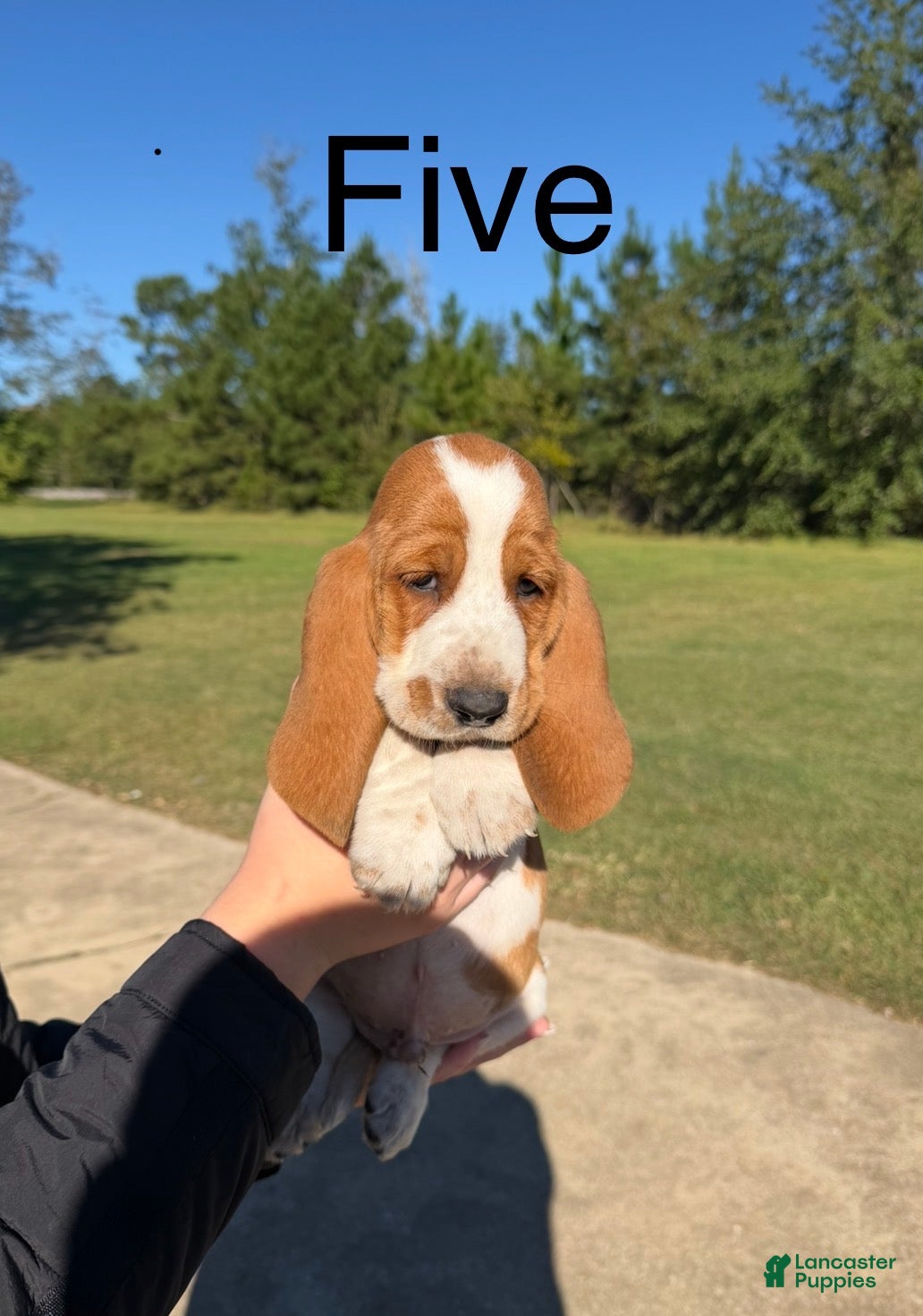 Basset Hound dogs for sale: Five - Ad 2