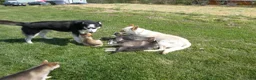 Siberian Husky dogs for stud: Arctic - Ad 5