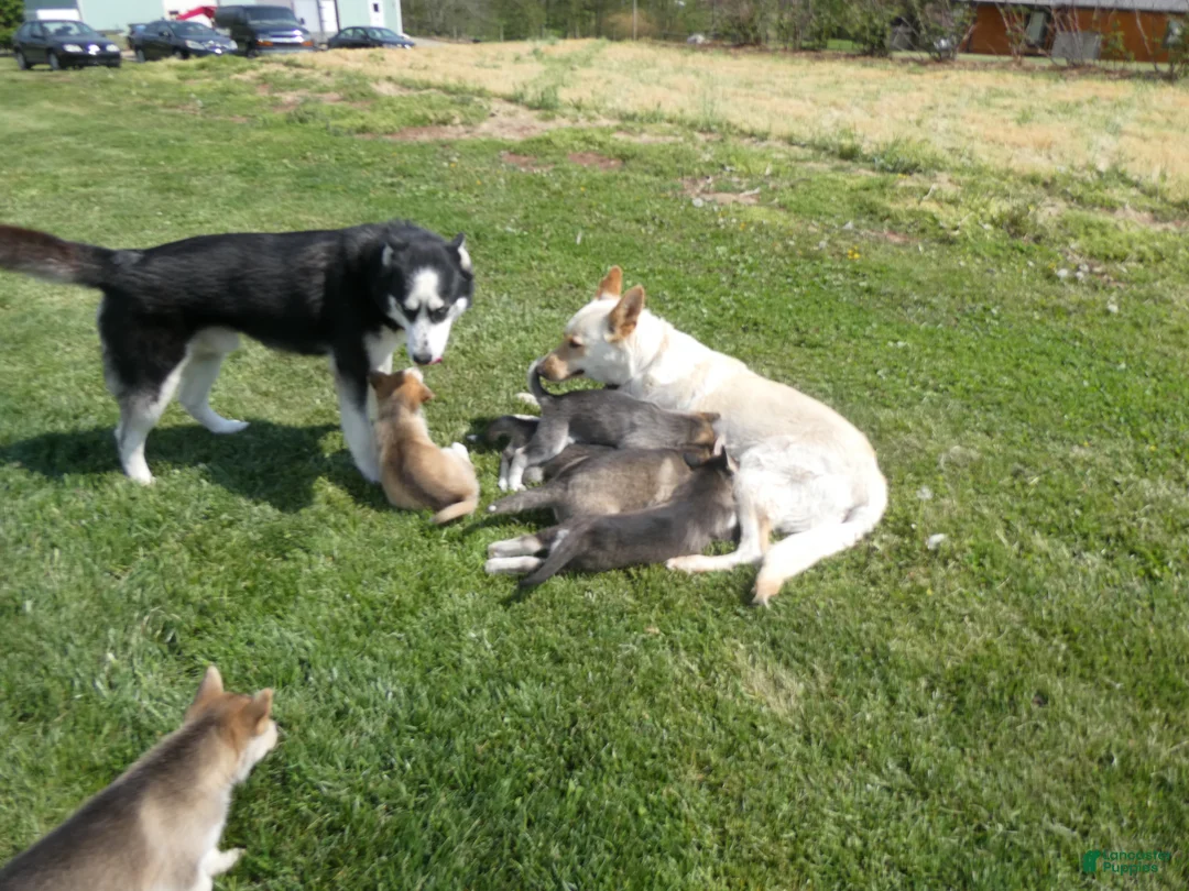 Siberian Husky dogs for stud: Arctic - Ad 5