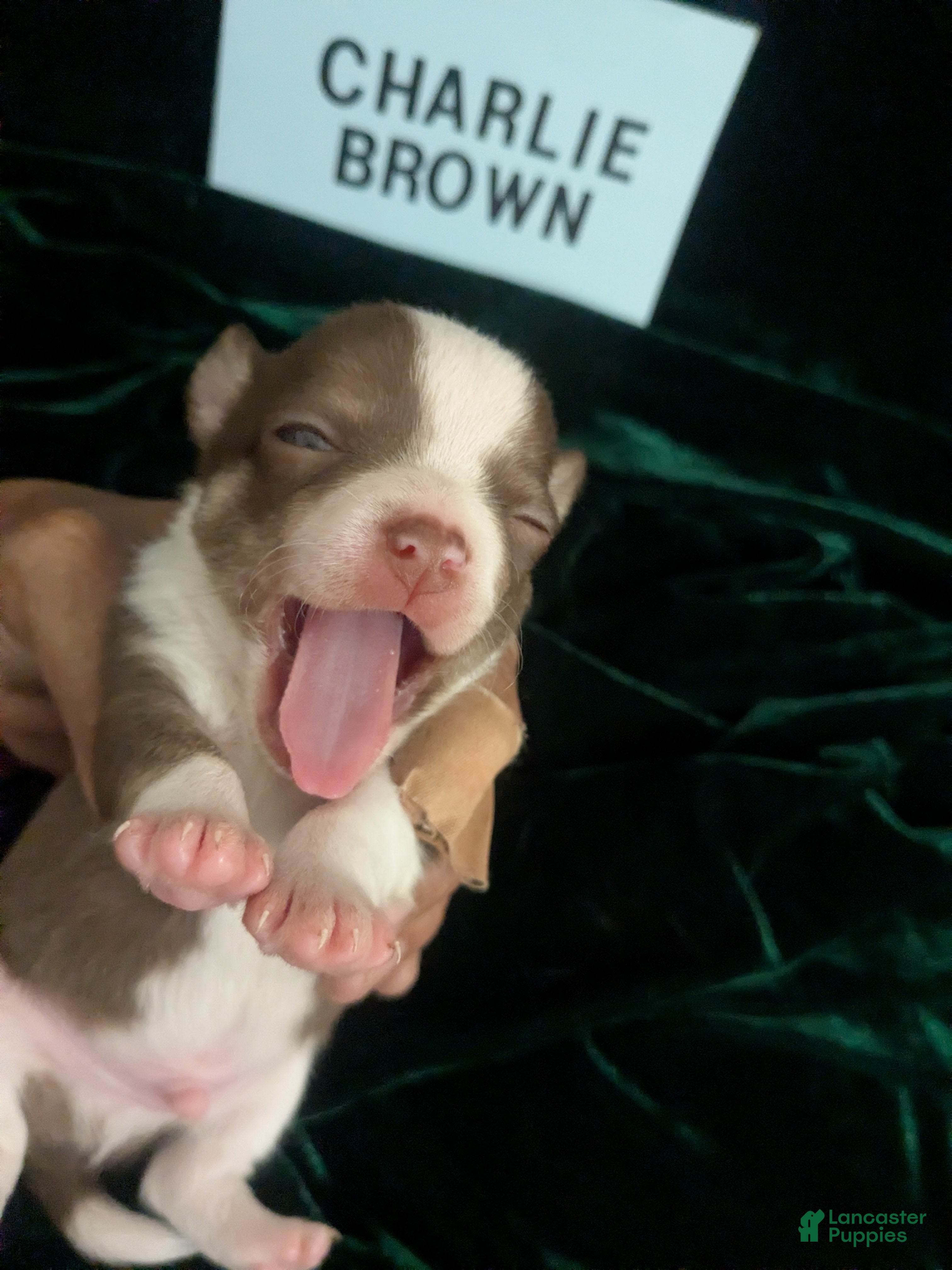 Chihuahua dogs Charlie Brown Smooth Coat  - Ad 18