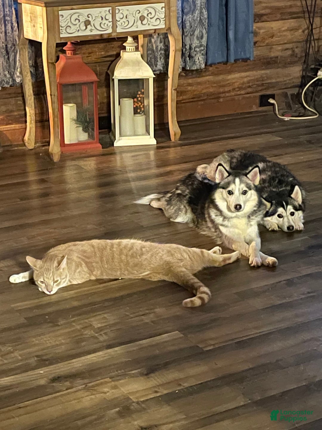 Gallery Image {{count}}