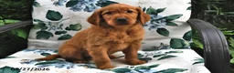 Golden Retriever dogs for sale: Caramel - Ad 3