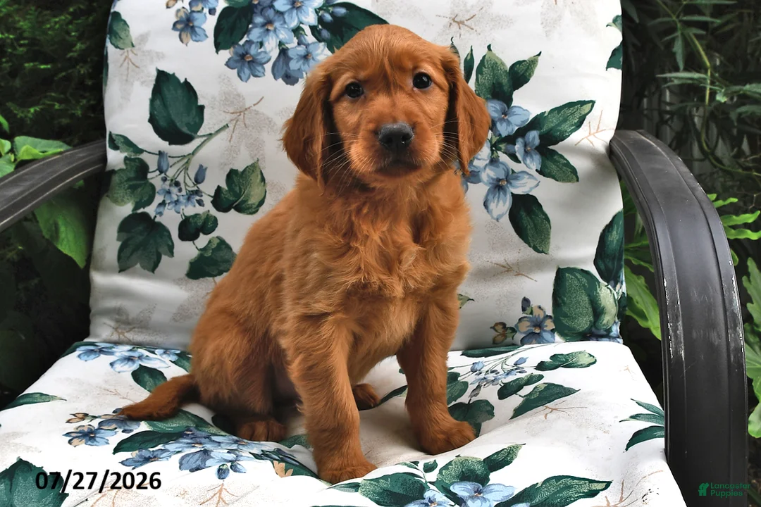 Golden Retriever dogs for sale: Caramel - Ad 3