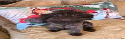 Mixed Breed dogs for sale: Mixed Breed Puppy 1 - Ad 1