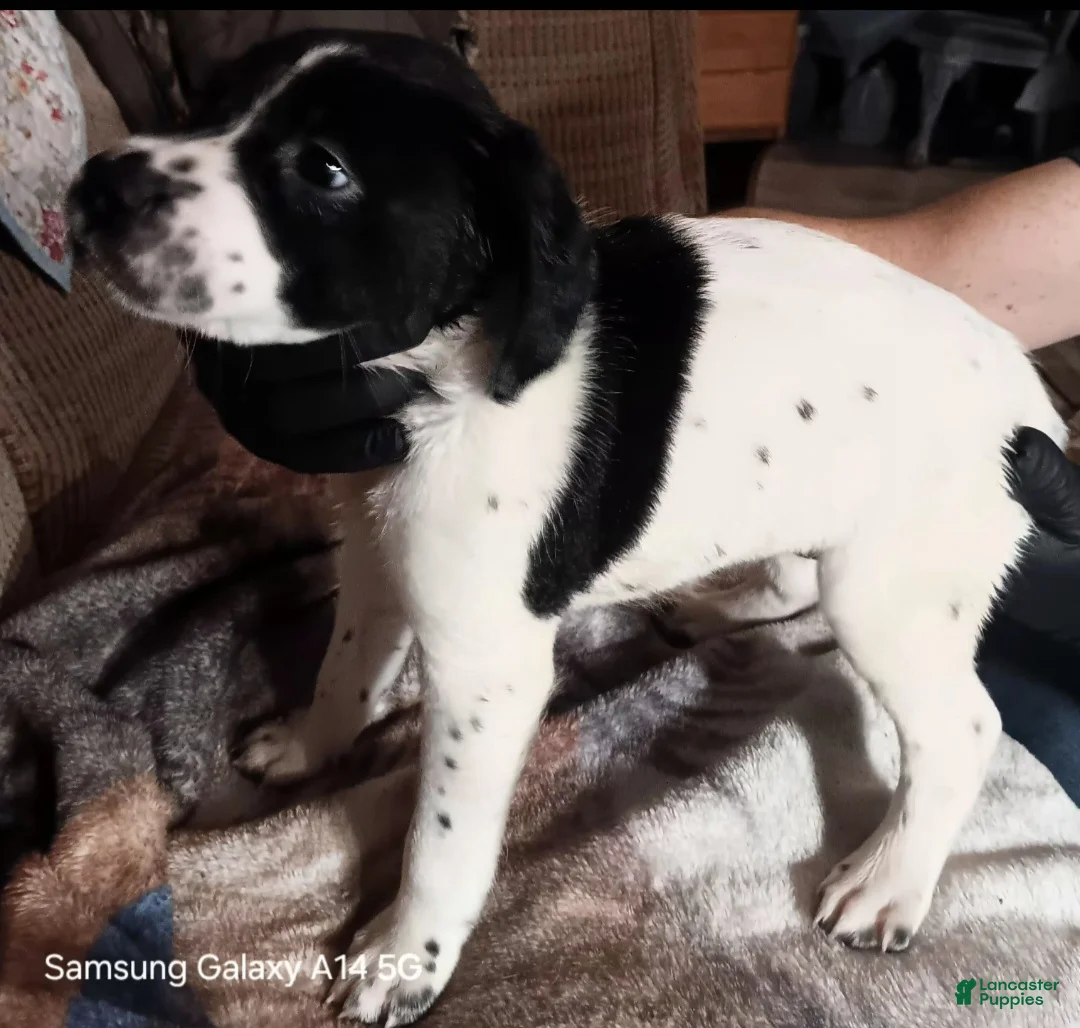 German Shorthaired Pointer dogs for sale: Mac - Ad 1