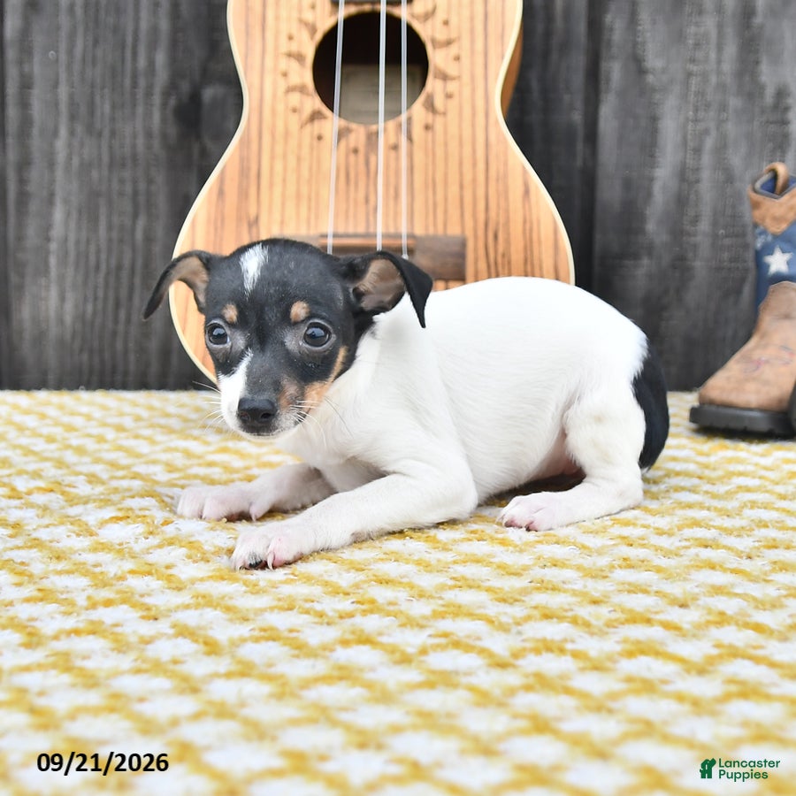 Toy Fox Terrier dogs Betsy - Ad 2
