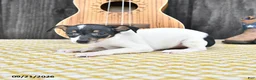Toy Fox Terrier dogs for sale: Betsy - Ad 2