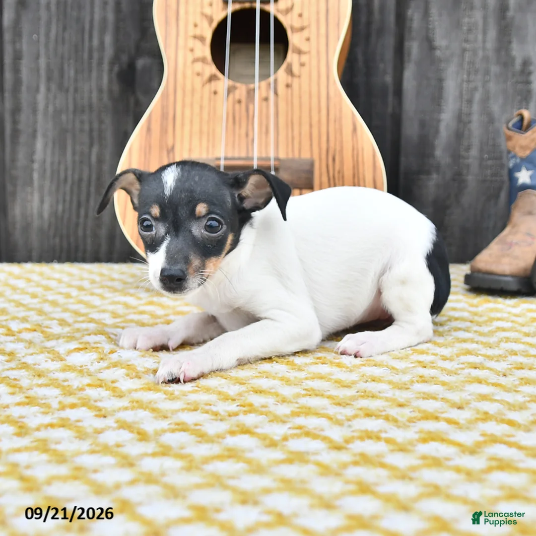 Toy Fox Terrier dogs for sale: Betsy - Ad 2