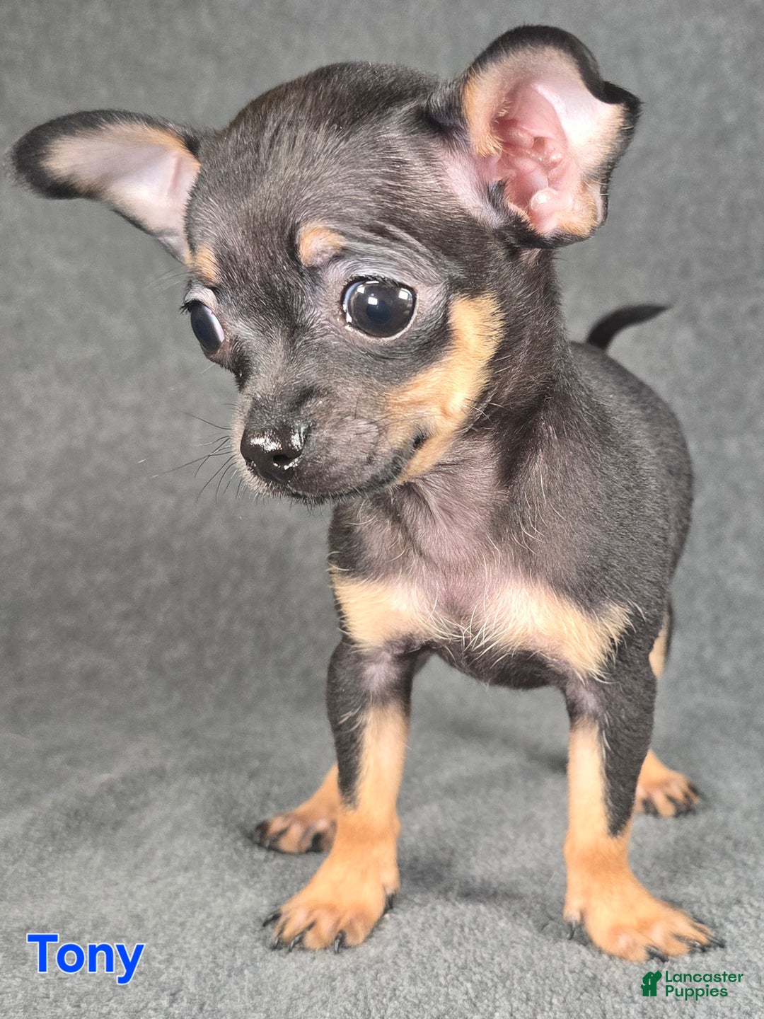 Chihuahua dogs for sale: Tony - Ad 1