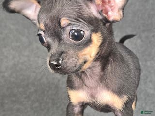 Chihuahua dogs Tony - Ad 40