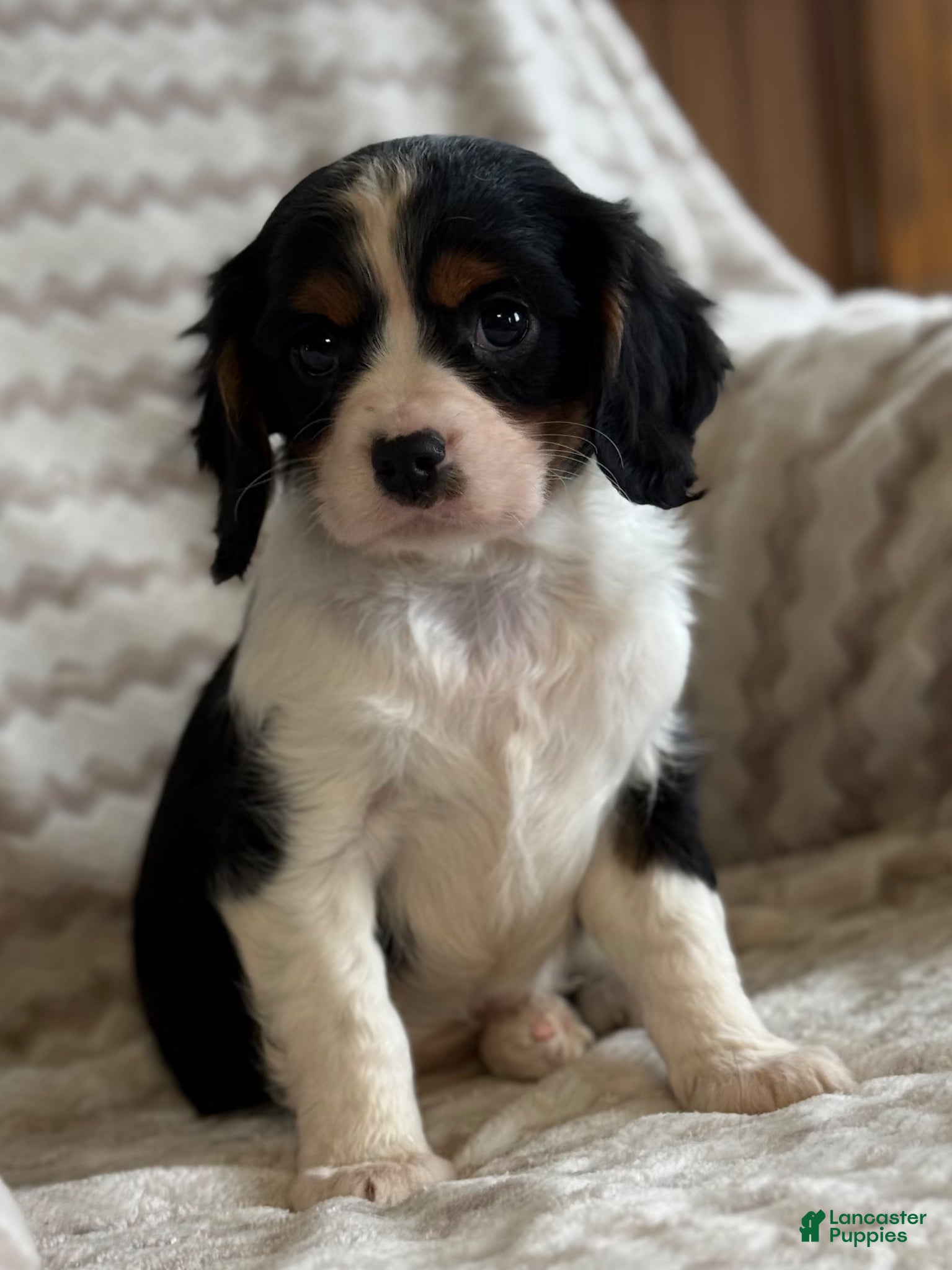 Cavalier King Charles Spaniel dogs Tucker - Ad 2