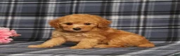 Miniature Poodle dogs for sale: AKC Queen - Ad 4