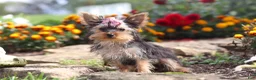 Yorkshire Terrier dogs for sale: Fiona - Ad 4