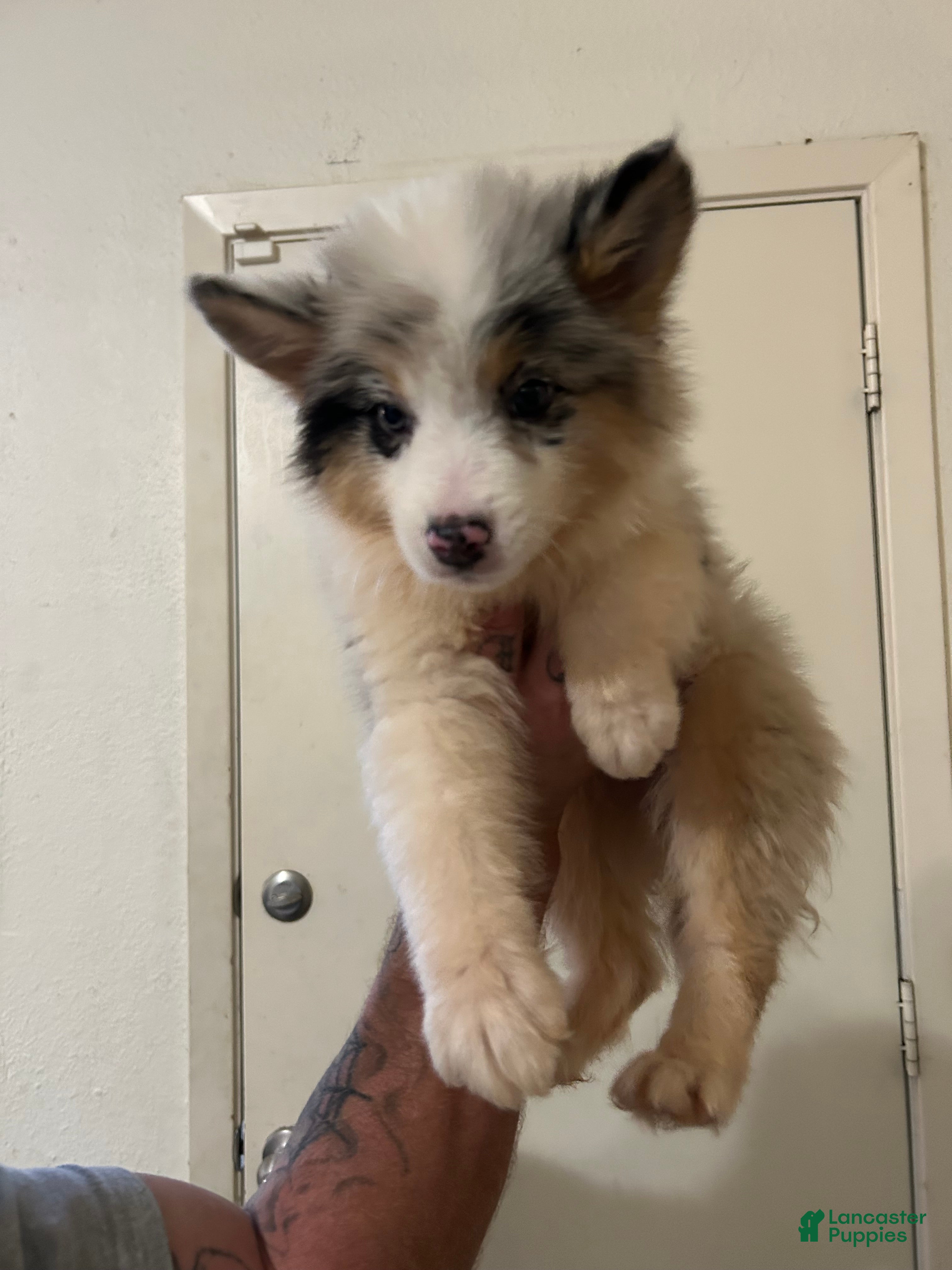 Australian Shepherd dogs for sale: Hulk - Ad 38
